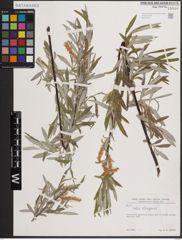Foto von Salix eleagnos Scop.